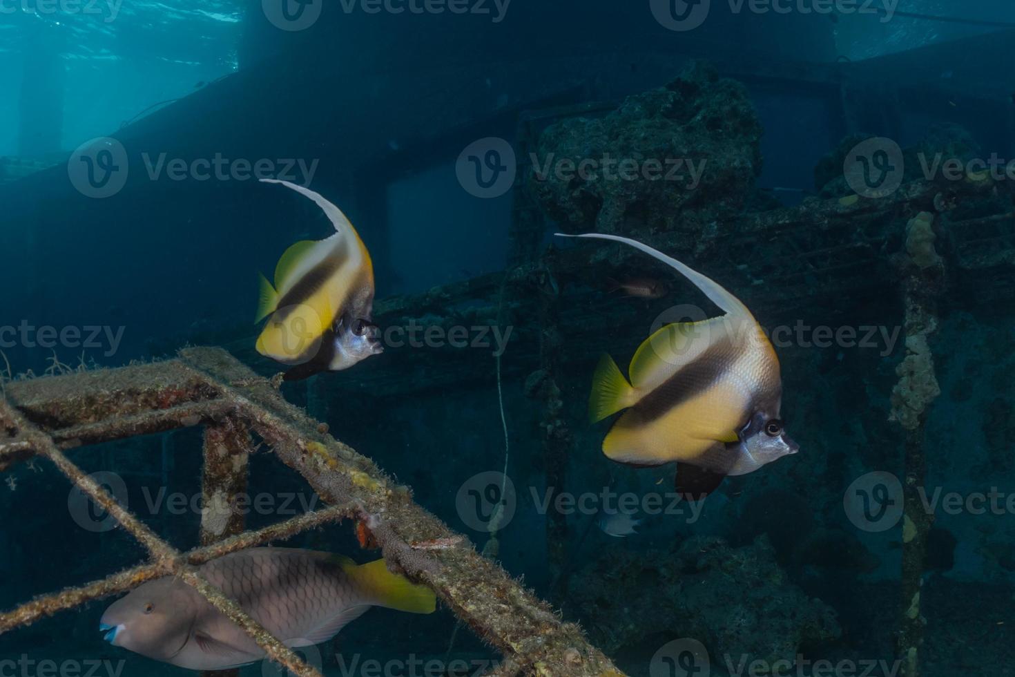 vissen zwemmen in de rode zee, kleurrijke vissen, eilat israel foto