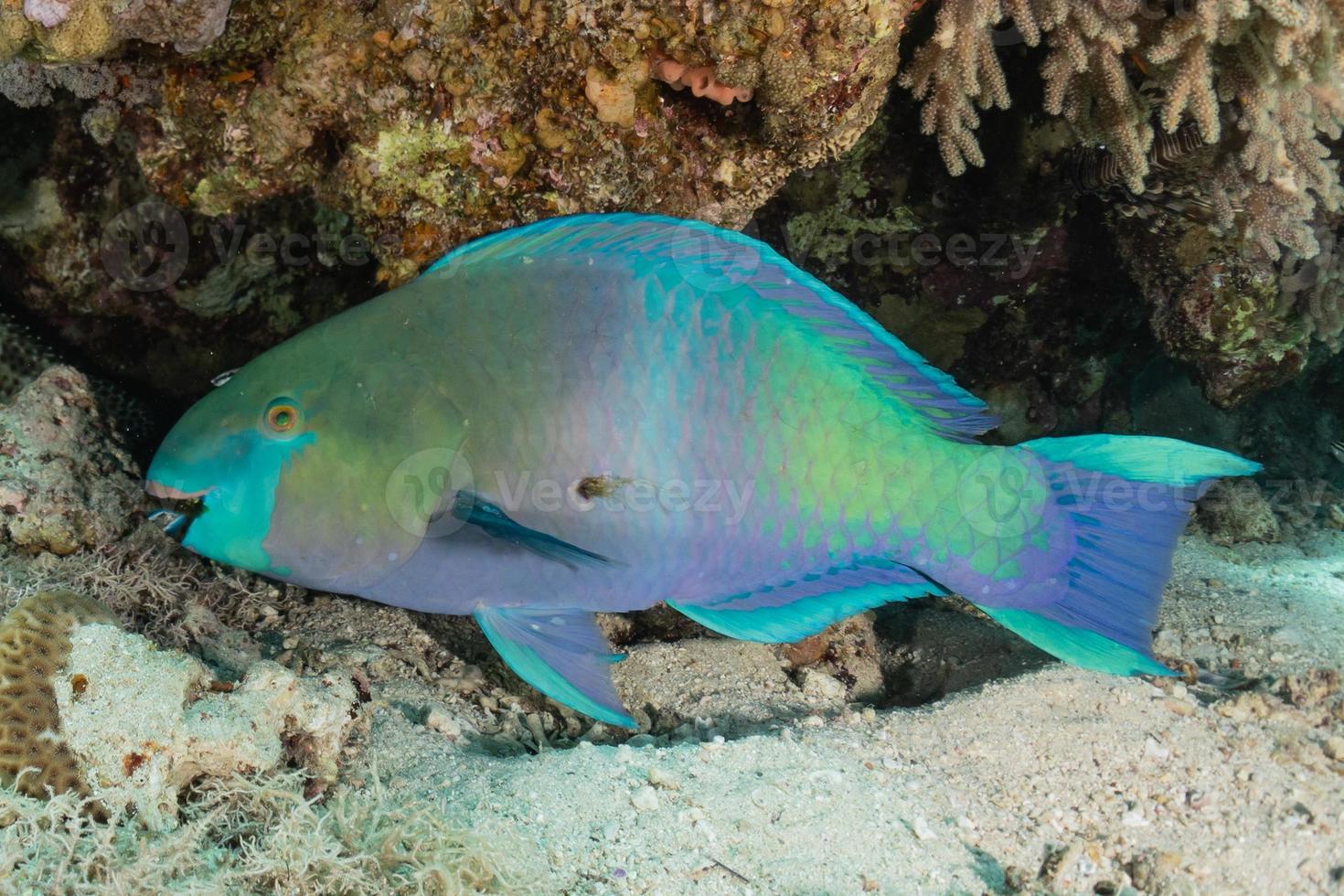 vissen zwemmen in de rode zee, kleurrijke vissen, eilat israel foto