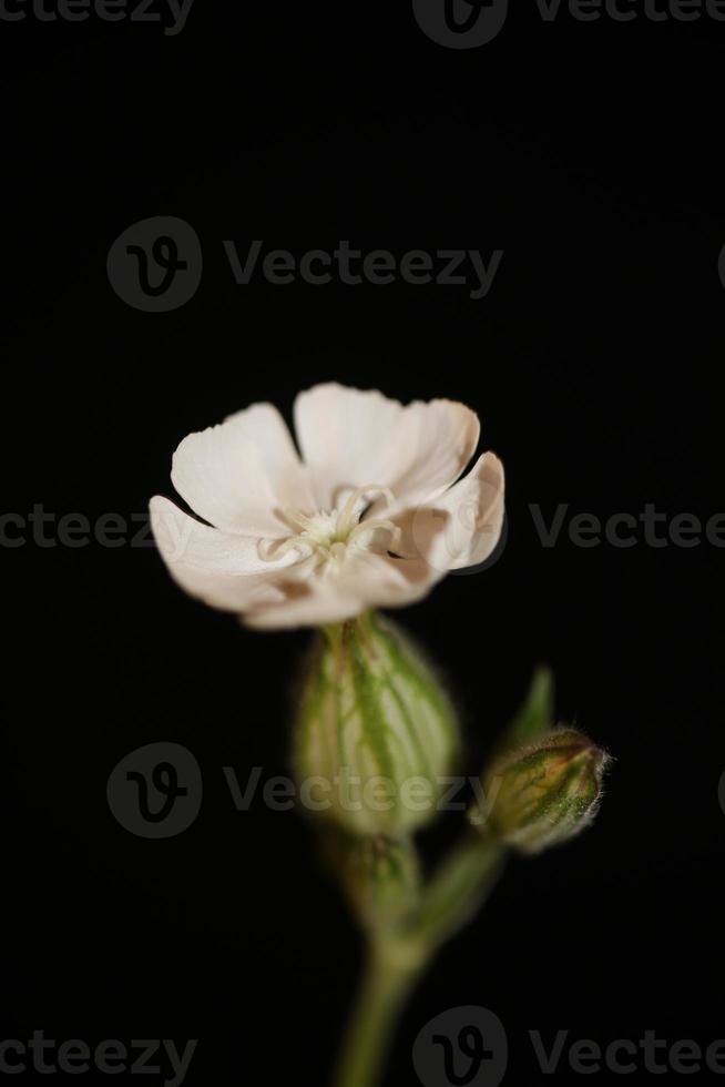 bloem bloesem close-up silene latifolia familie caryophyllceae foto