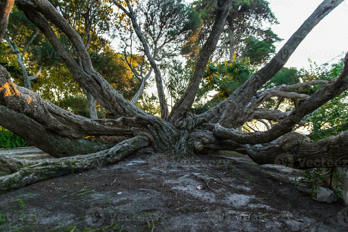 melaleuca armillaris is een heel groot boom, met groot takken, oorspronkelijk van Australië foto