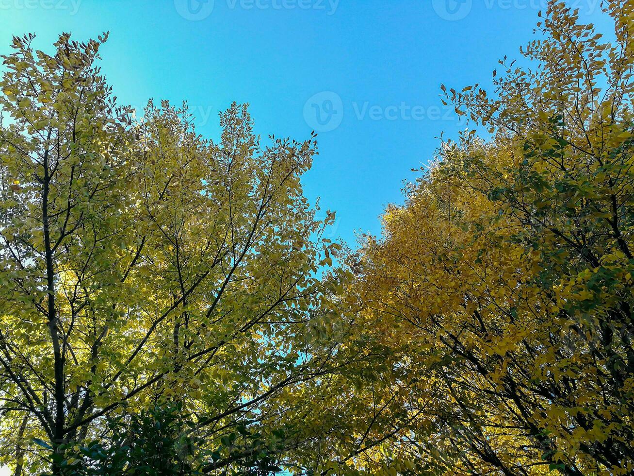 de natuurlijk schoonheid van herfst kleuren en vallend bladeren foto