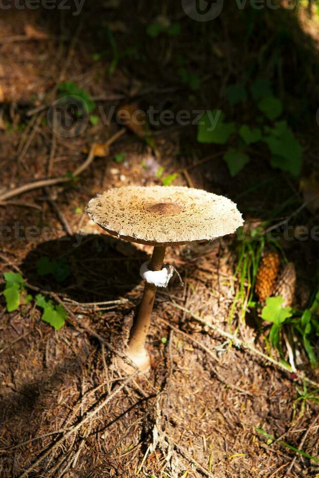 paddestoel detailopname. mooi landschap van de Karpaten van Oekraïne foto