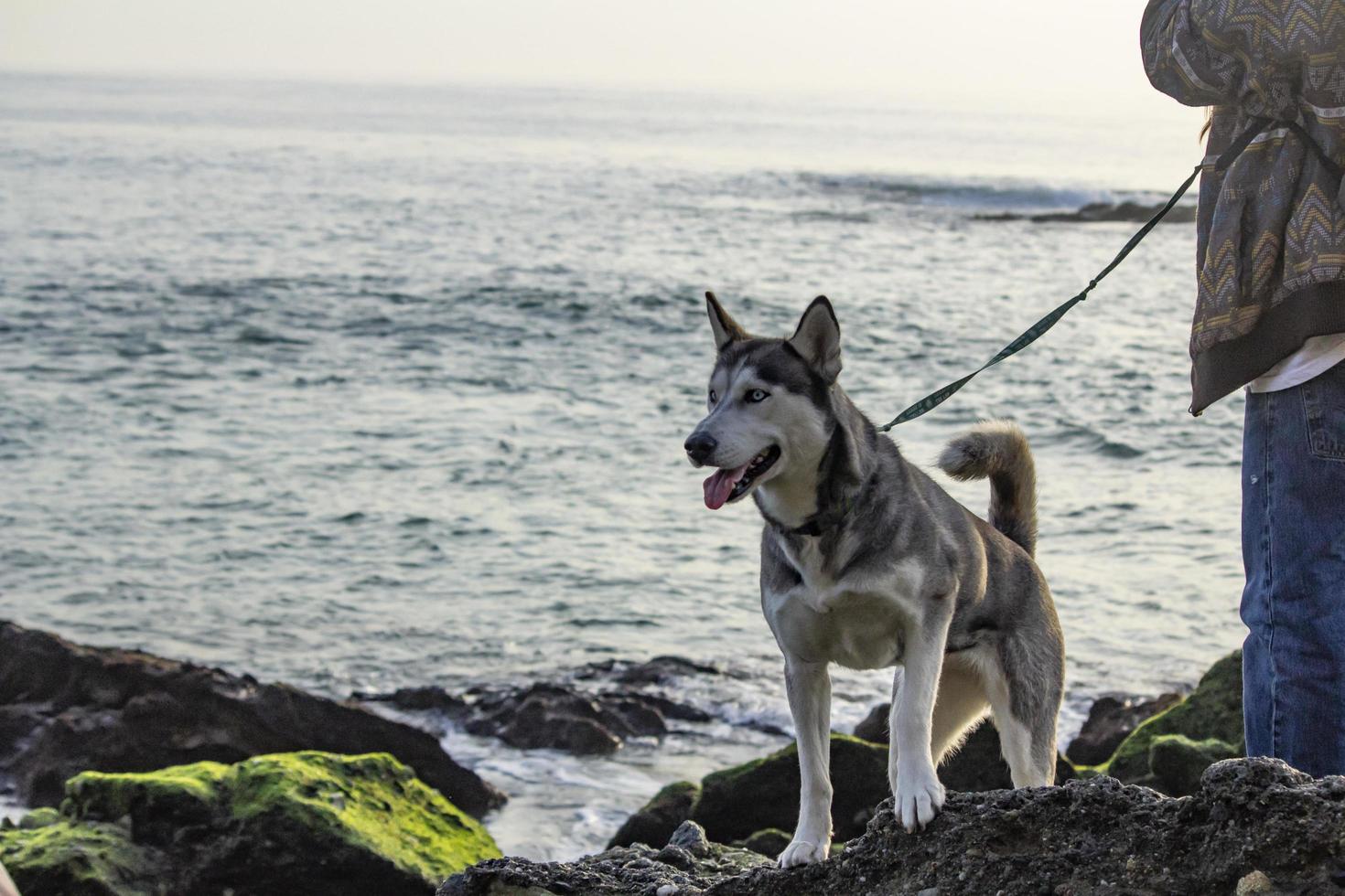 hond op het strand - newport ca 2018 foto
