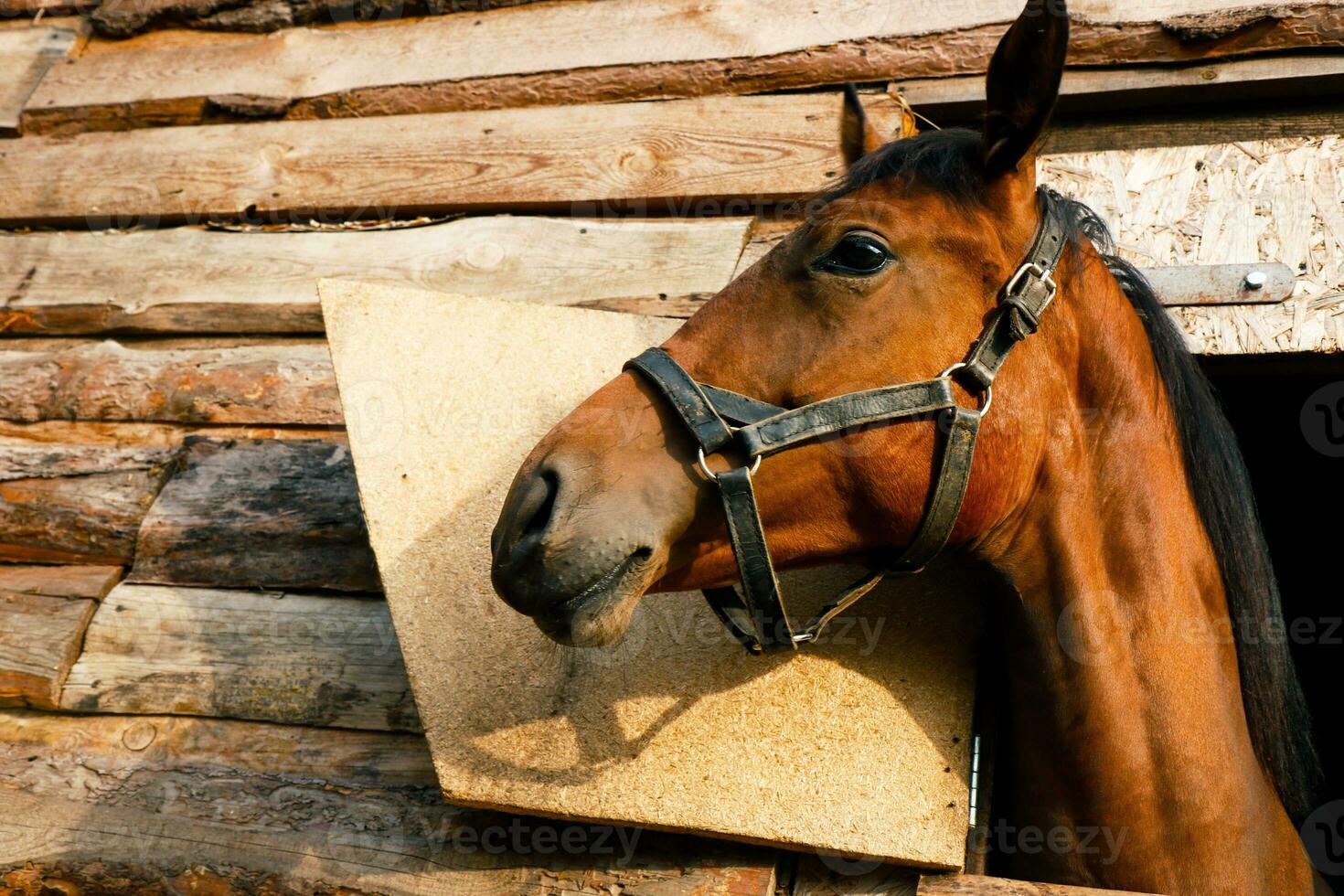 portret van een bruin kleur paard op zoek uit van een kraam venster. foto