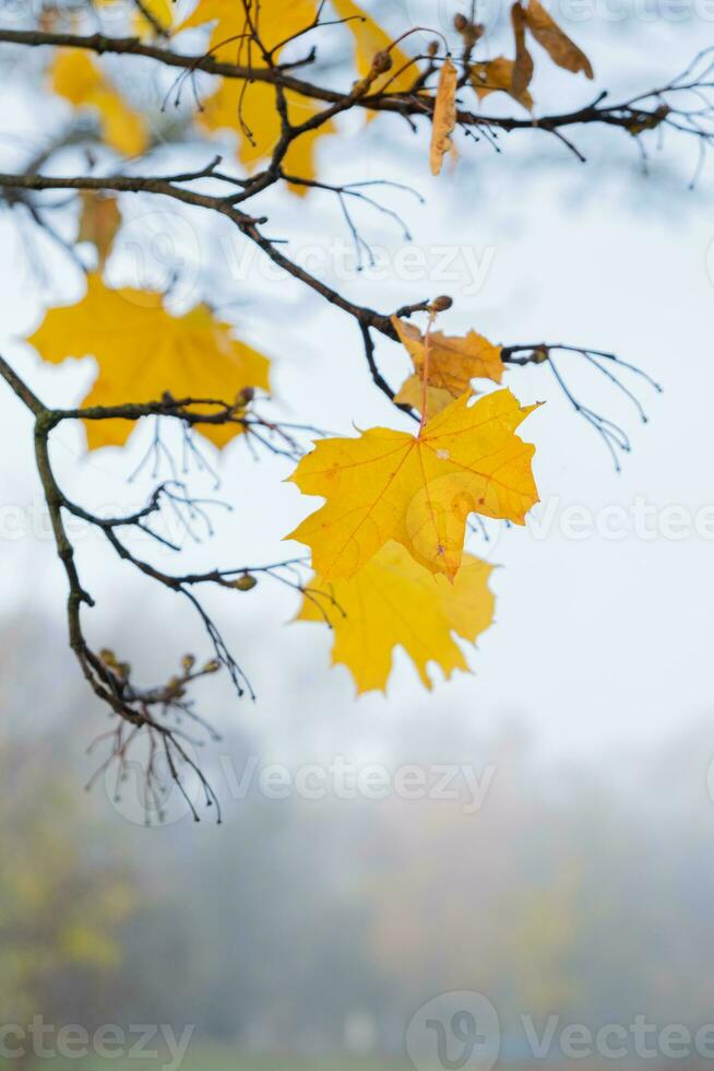 oranje geel herfst esdoorn- bladeren in mist. herfst seizoen, oktober, november foto