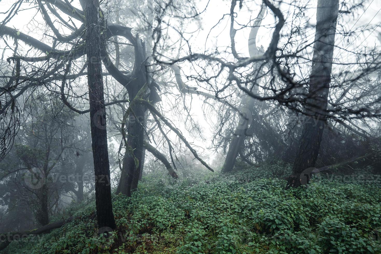 bomen en varens in het regenachtige dagbos foto