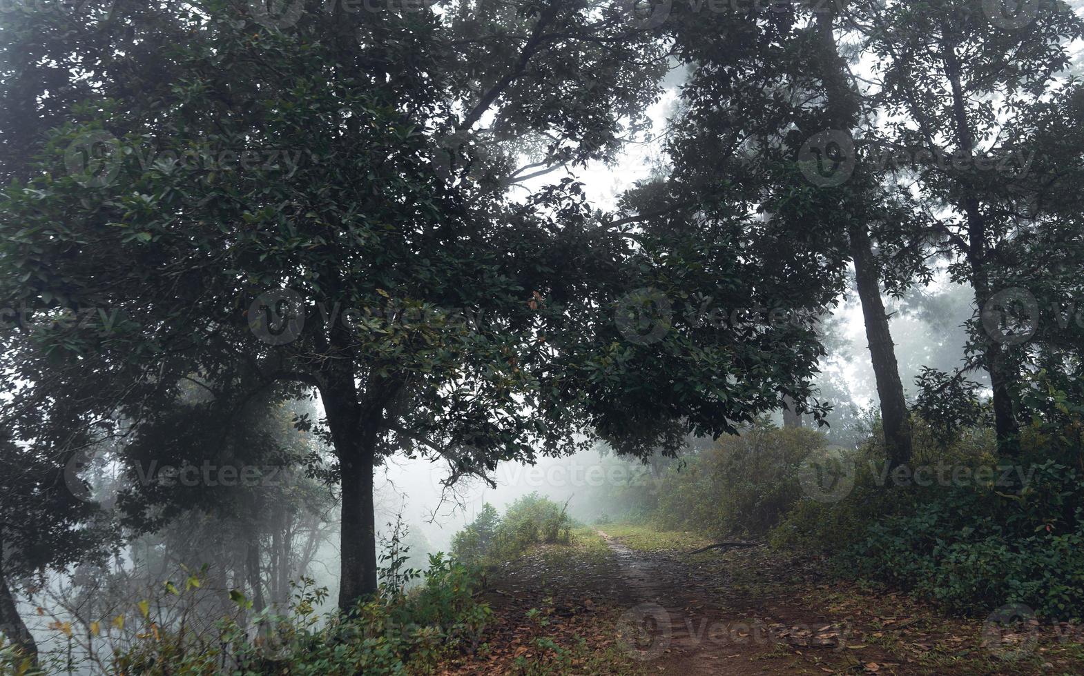 weg in een tropisch bos, de weg naar het tropische vochtige bos foto