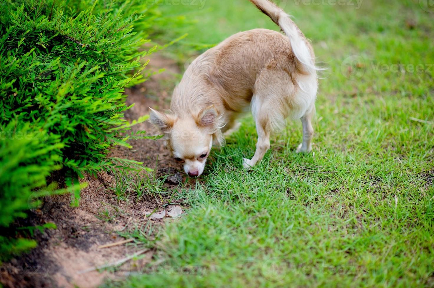 schattige kleine hond wandelen in het gras voor het huis. foto