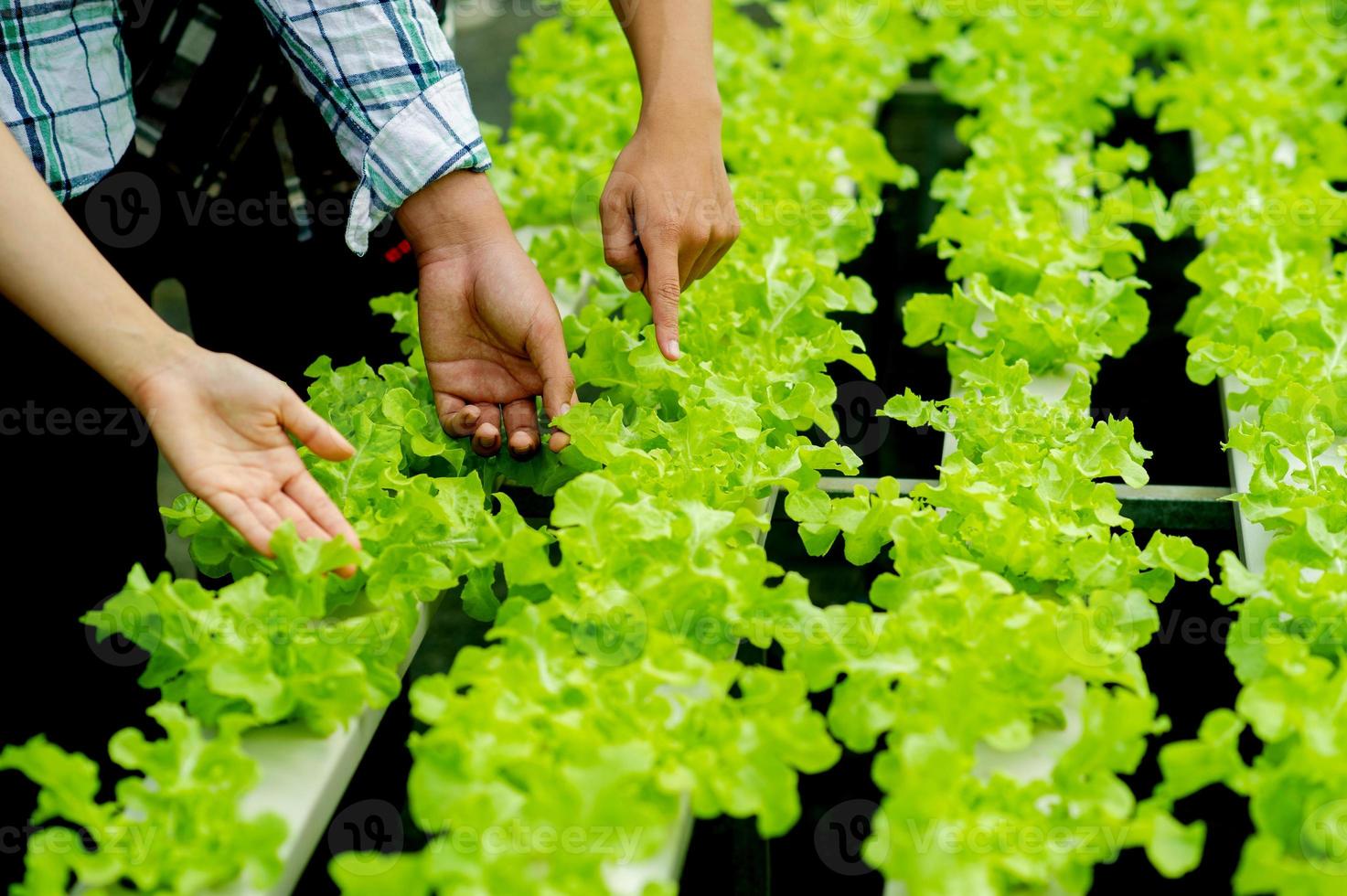 tuinmannen en biologische sla in het gezonde eetconcept van het perceel foto