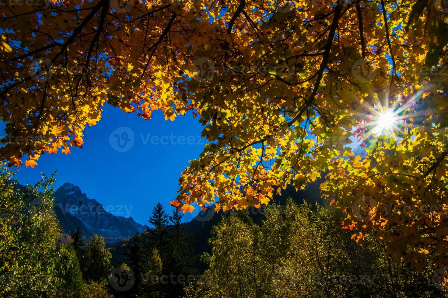 de zon schijnt door de bladeren van een boom foto