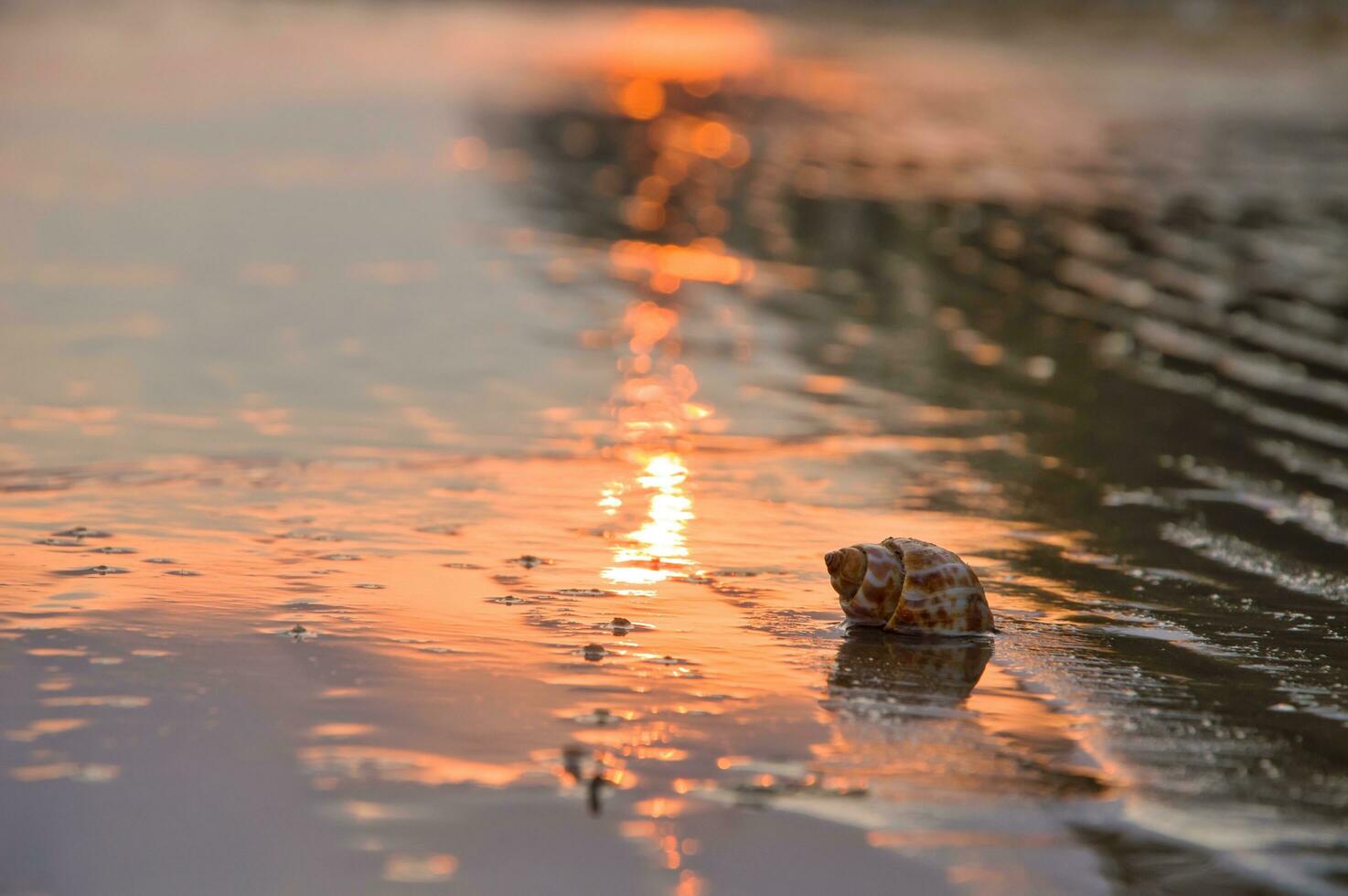 dichtbij omhoog schelp Aan de strand met zonsondergang tijd foto