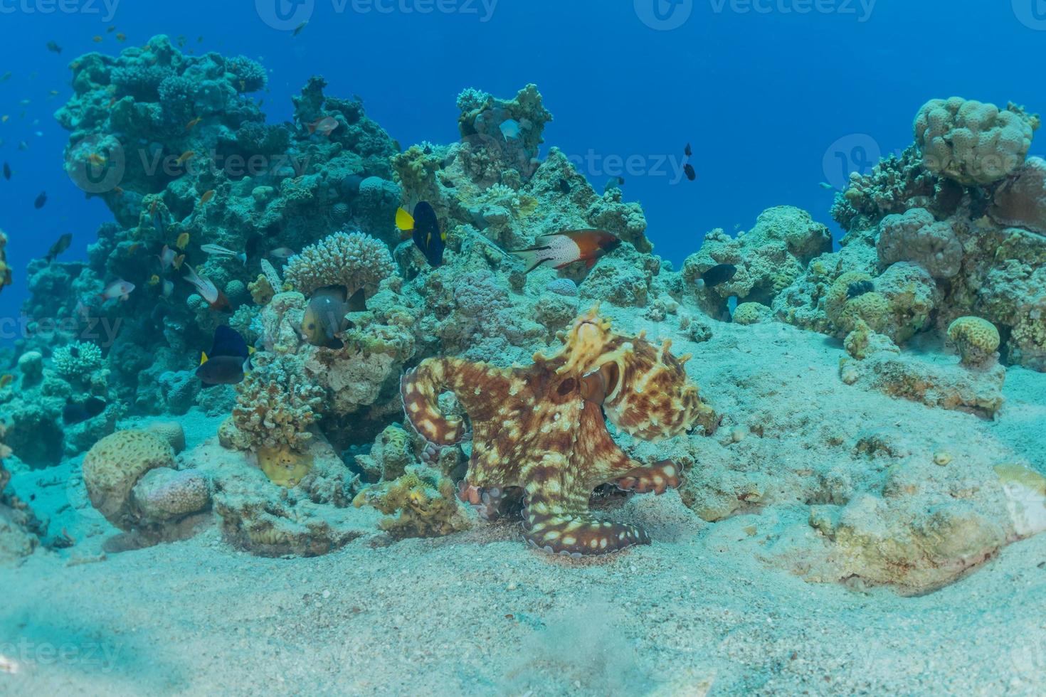 octopus koning van camouflage in de rode zee, eilat israël foto