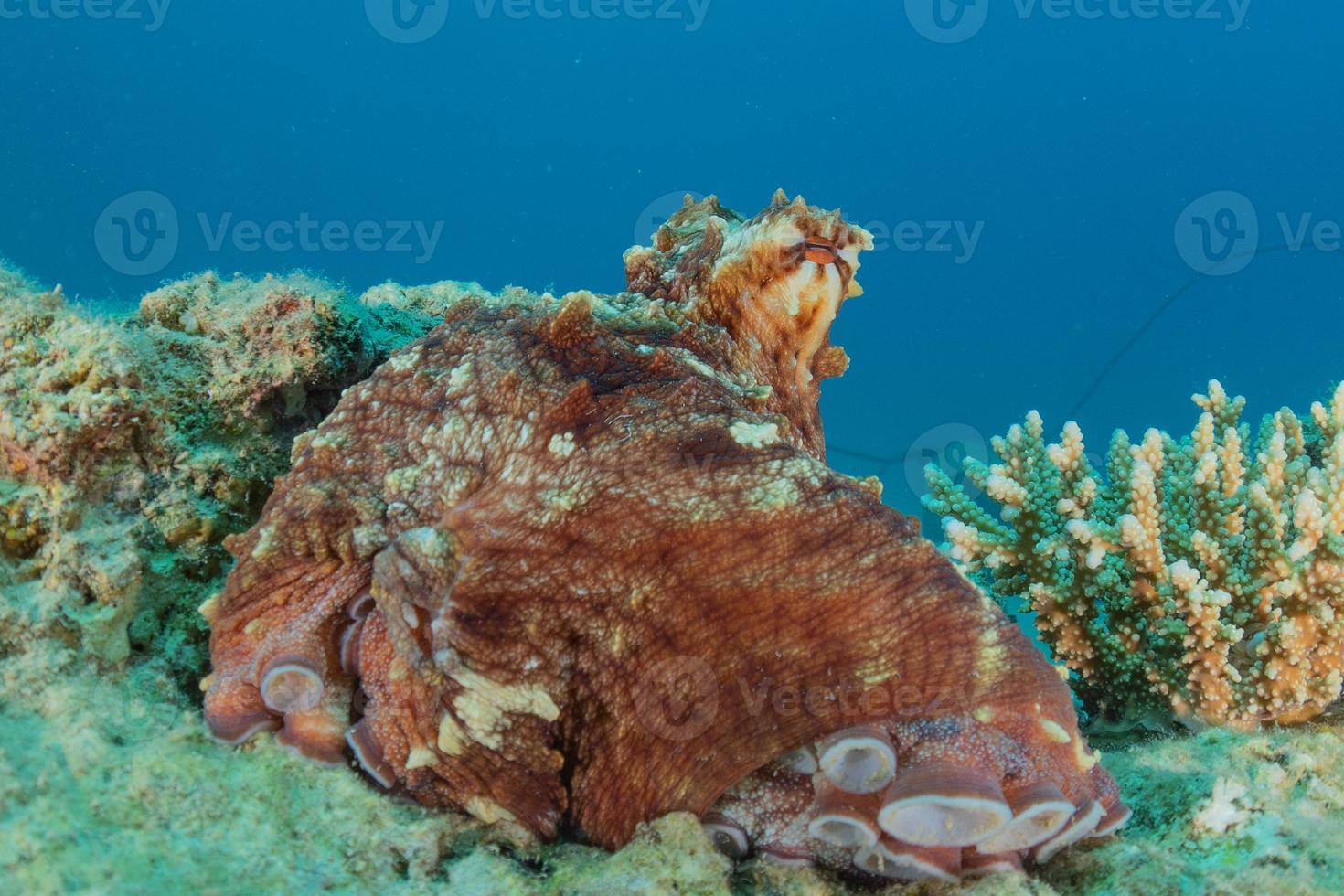 octopus koning van camouflage in de rode zee, eilat israël foto