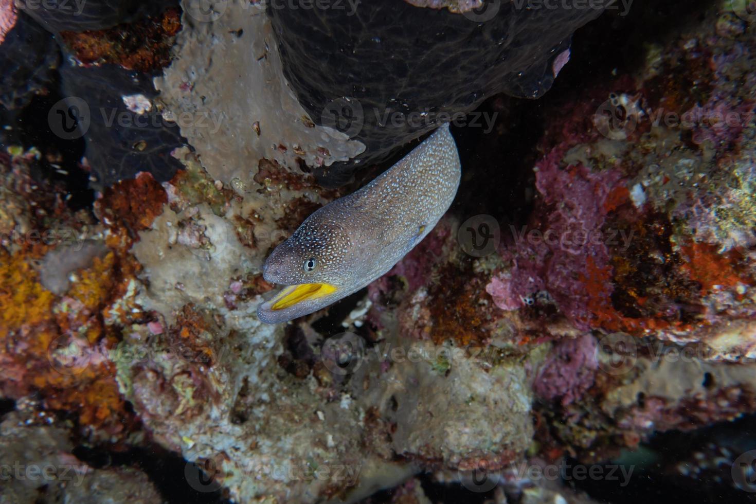 murene mooray lycodontis undulatus in de rode zee, eilat israël foto