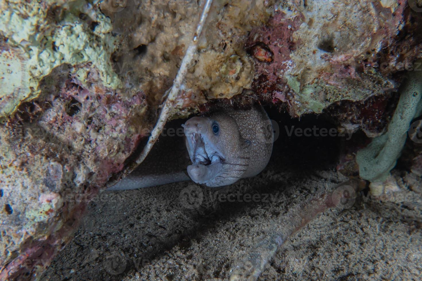 murene mooray lycodontis undulatus in de rode zee, eilat israël foto