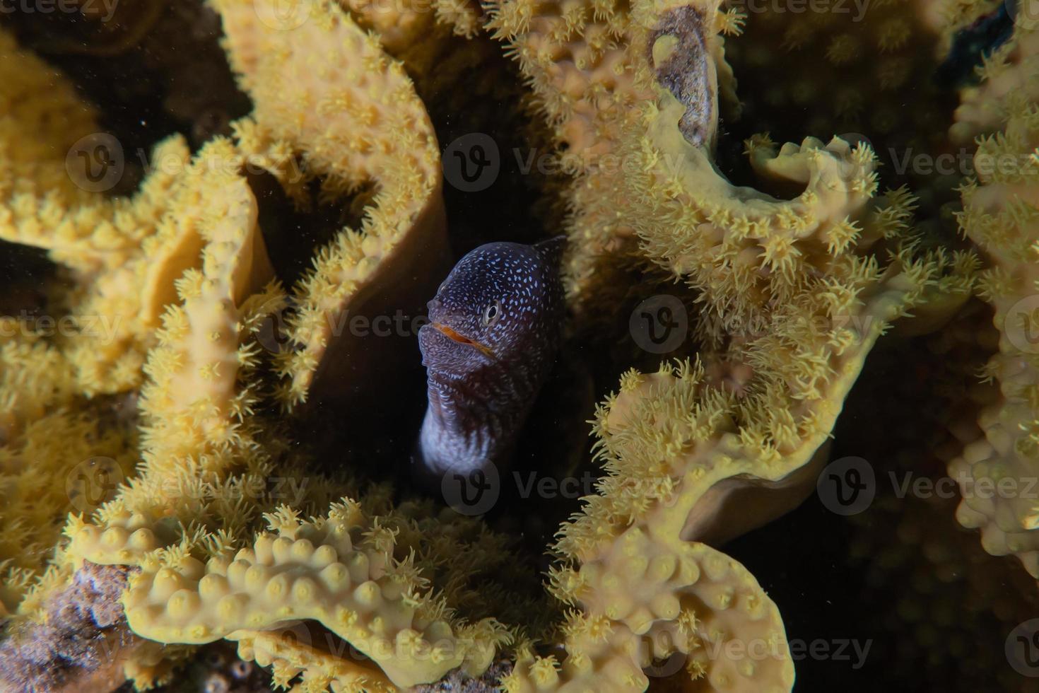 murene mooray lycodontis undulatus in de rode zee, eilat israël foto