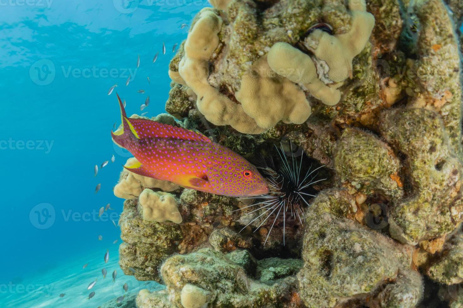 vissen zwemmen in de rode zee, kleurrijke vissen, eilat israel foto