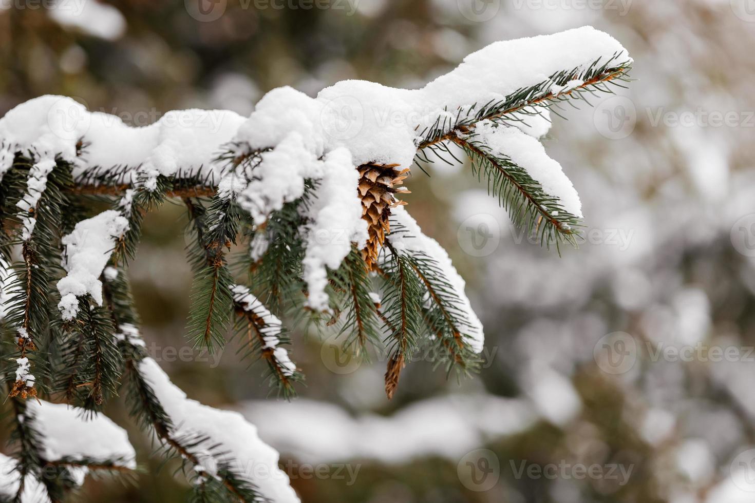 takken en naalden van sparren bedekt met sneeuw in het winterbos foto