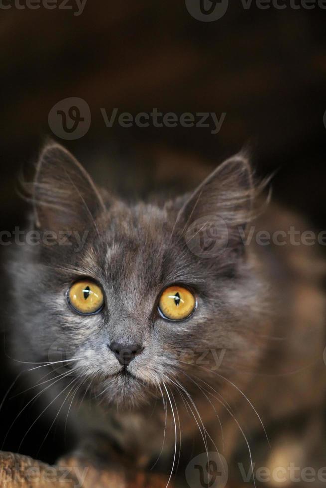 de schattige grijze kat. grappige kat. het concept van modieuze katten foto