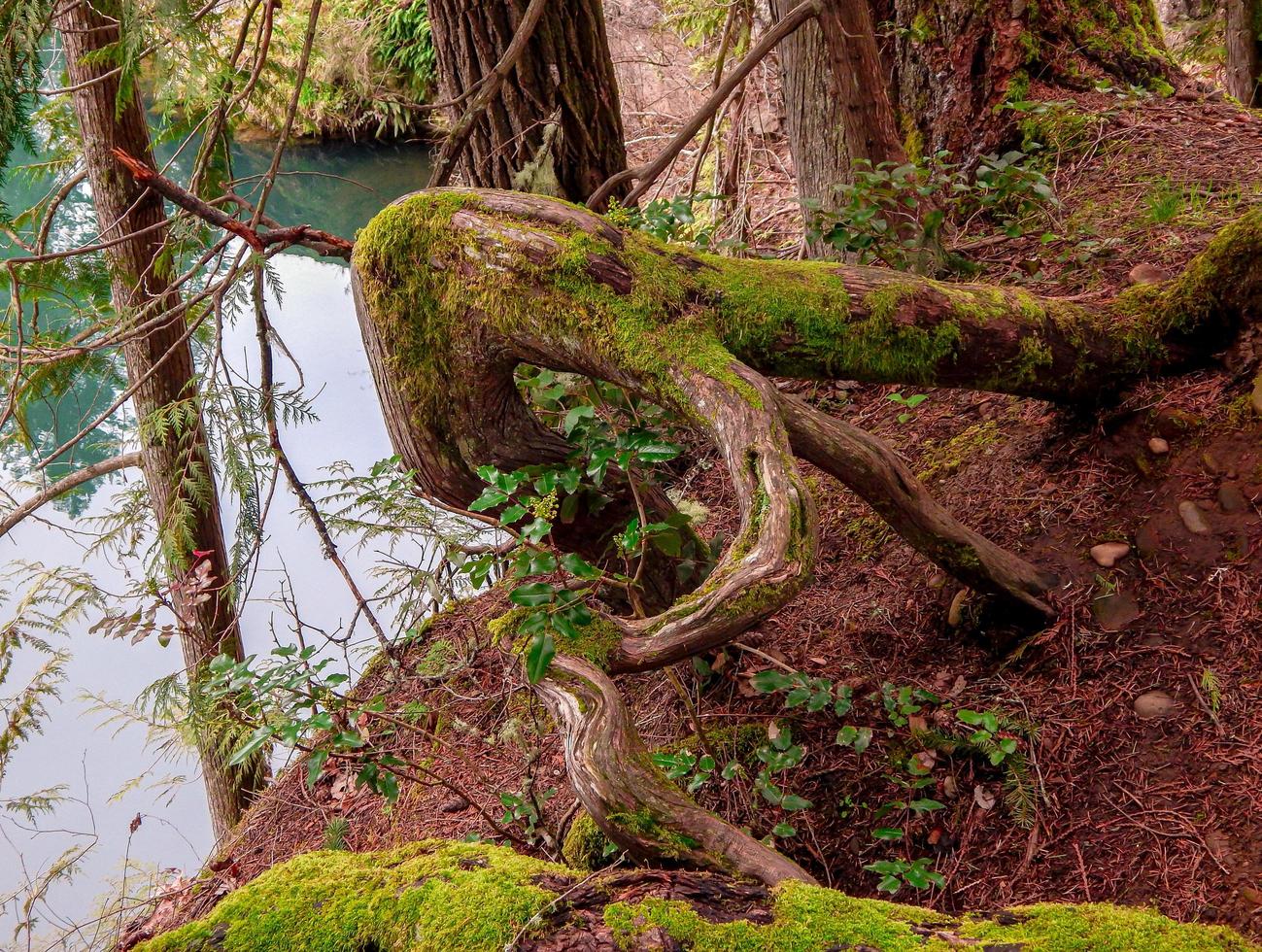 rivieroever ceder scene clackamas rivier estacada or foto