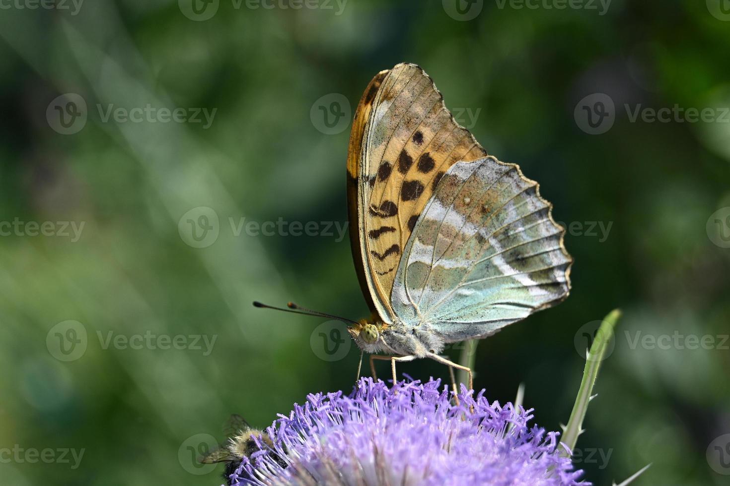 bonte vlinder op een paarse bloeiwijze foto