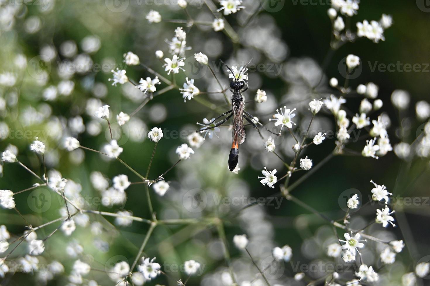 een insect hurkt op kleine witte bloemen foto