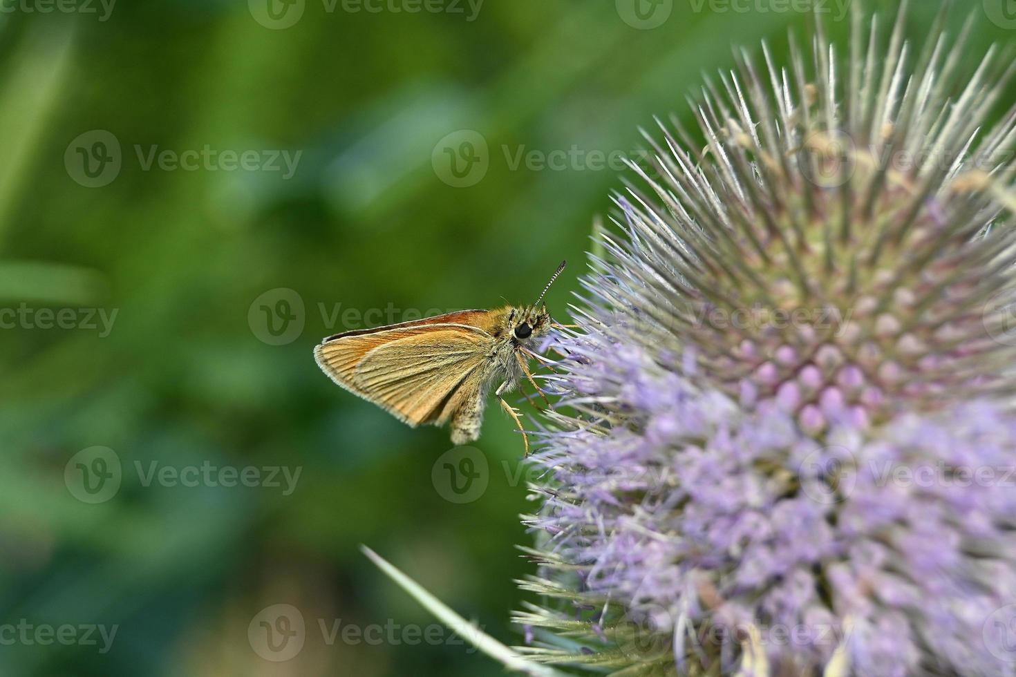 kleine oranje vlinder hurkt op een grote bloem foto