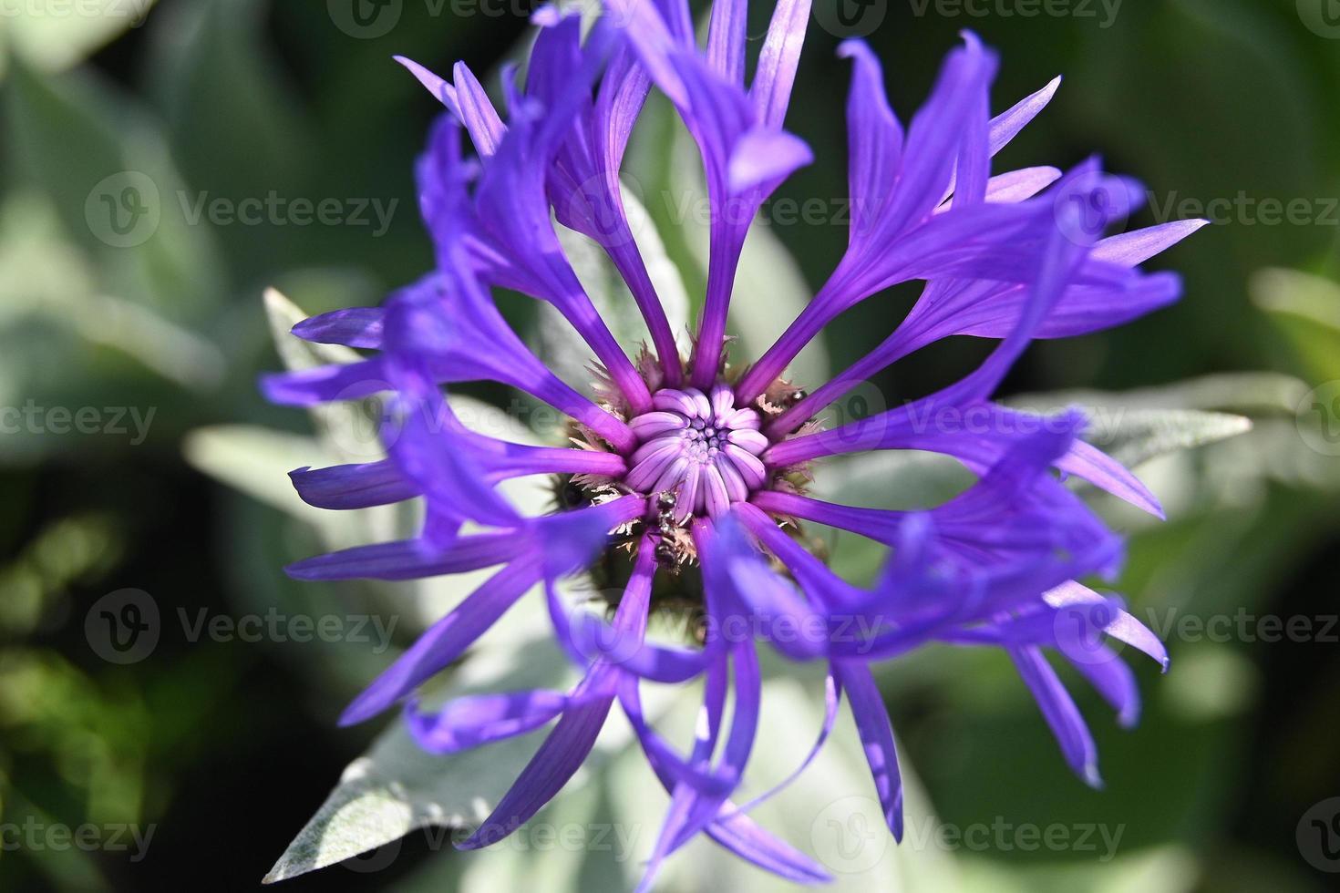 sier korenbloem blauwe ring foto