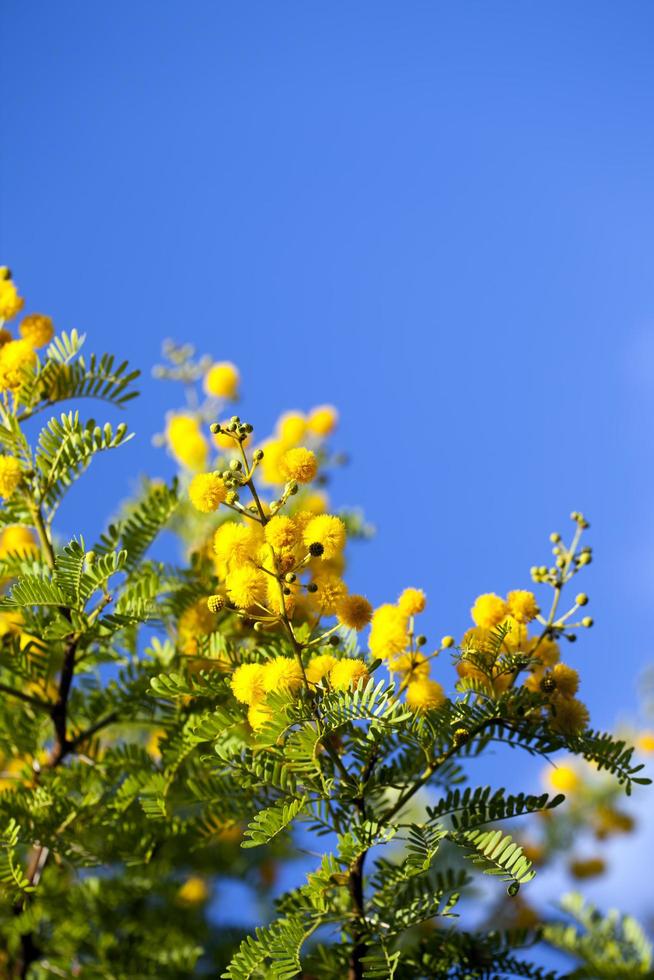 mooie plant gele bloemen in de natuur foto