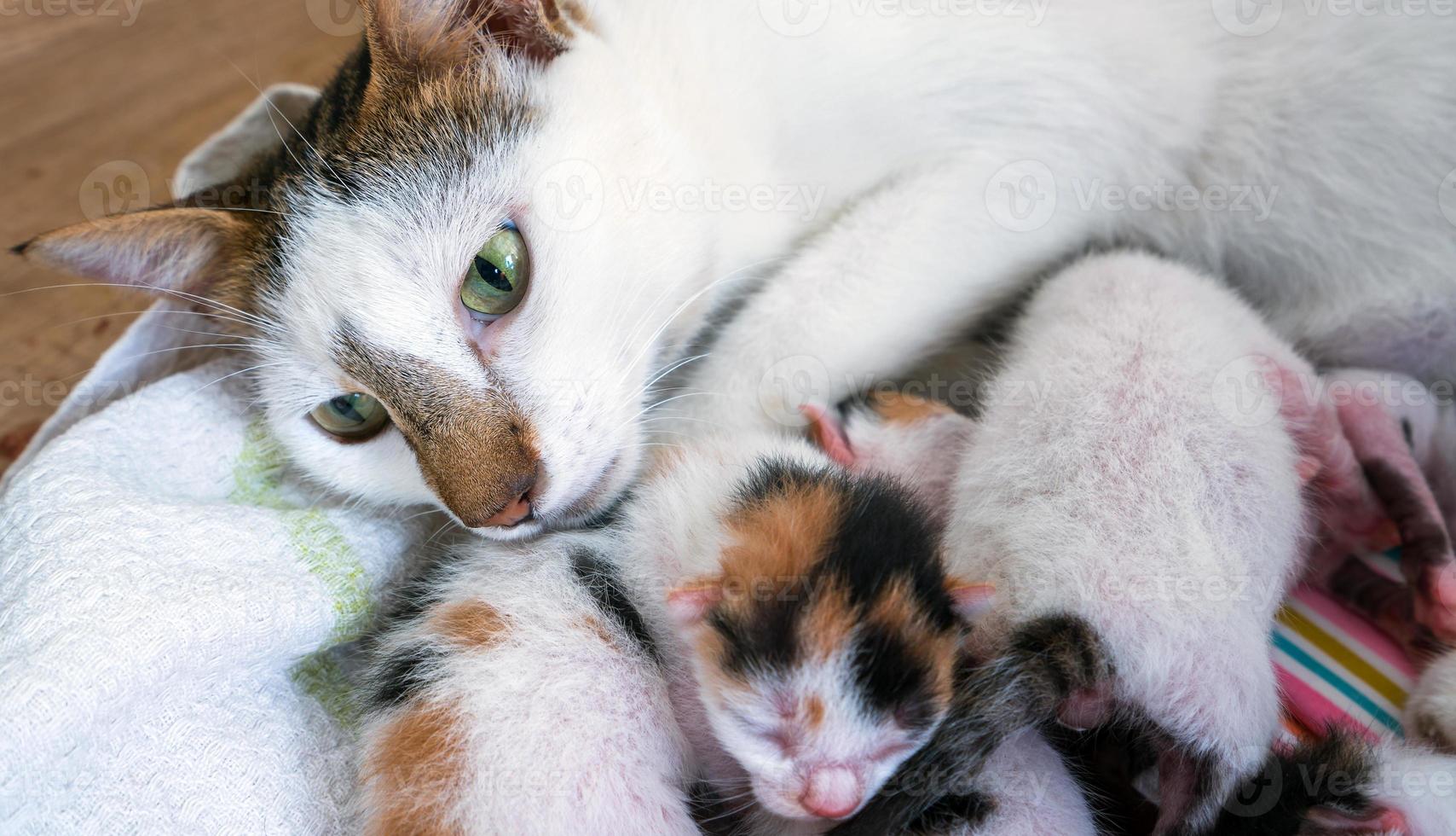 schattige lieve huisdierenkat en moederkat foto