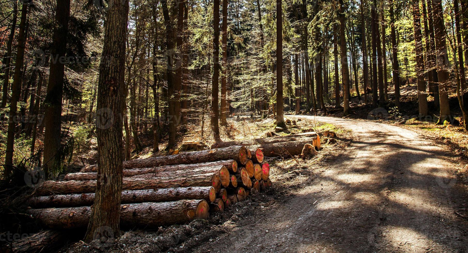 gekapt hout stam in bos in de natuur foto