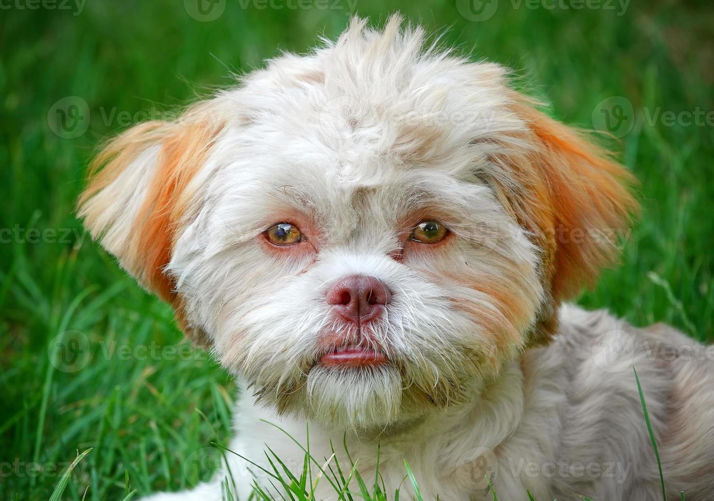 lieve schattige hond op groen gras foto