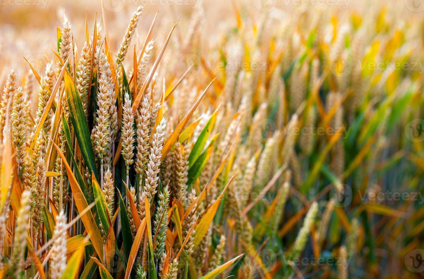 landbouw plant spike veld in de natuur foto