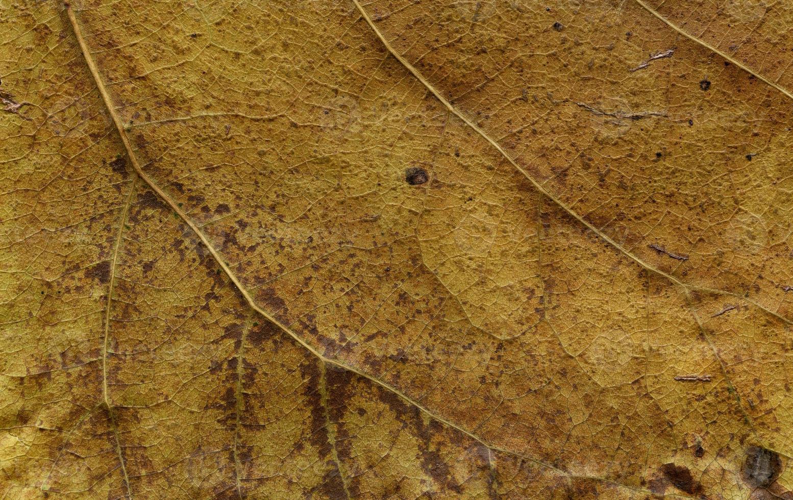 natuurlijke plantenbladeren macro foto