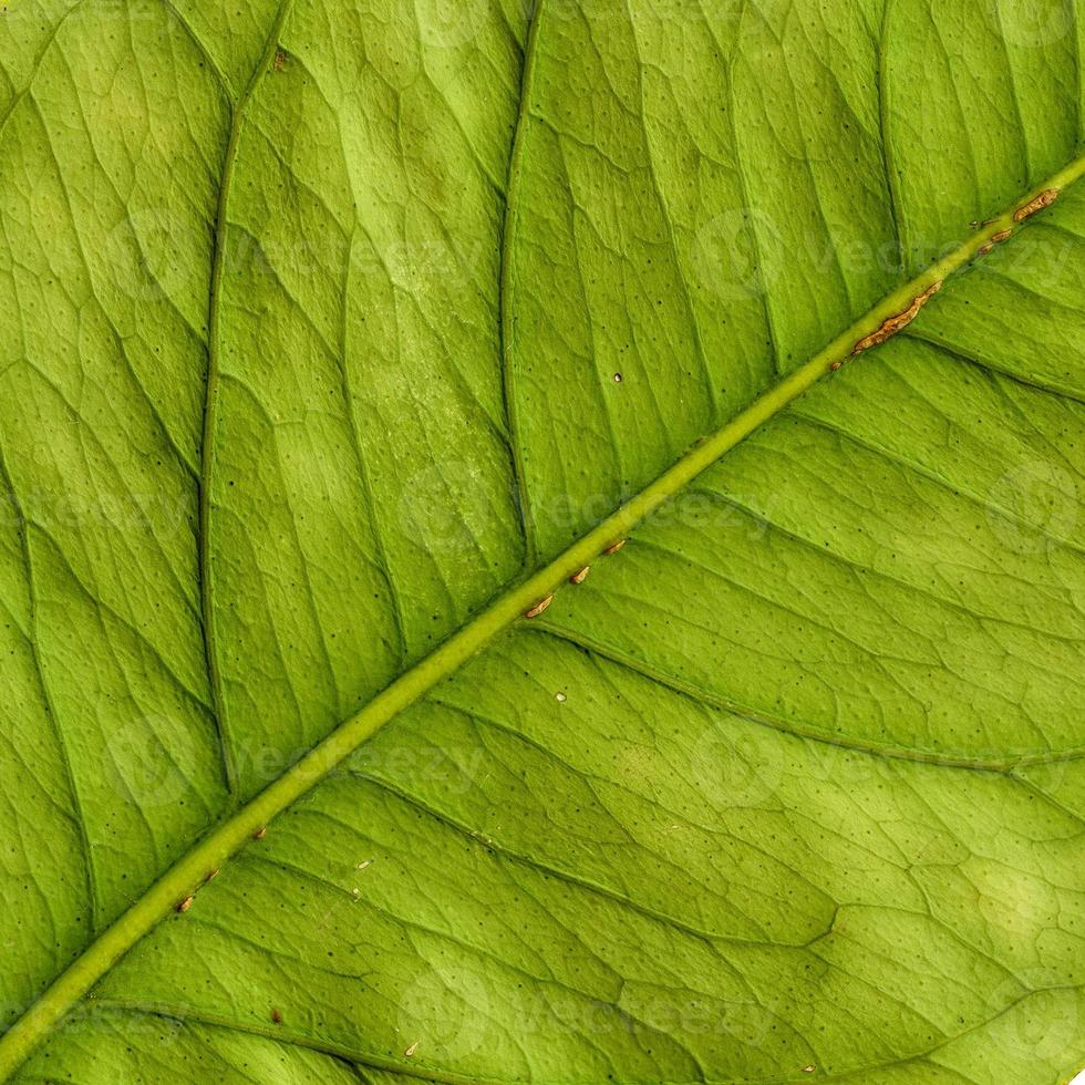 patroon van natuurlijke plantenbladeren foto