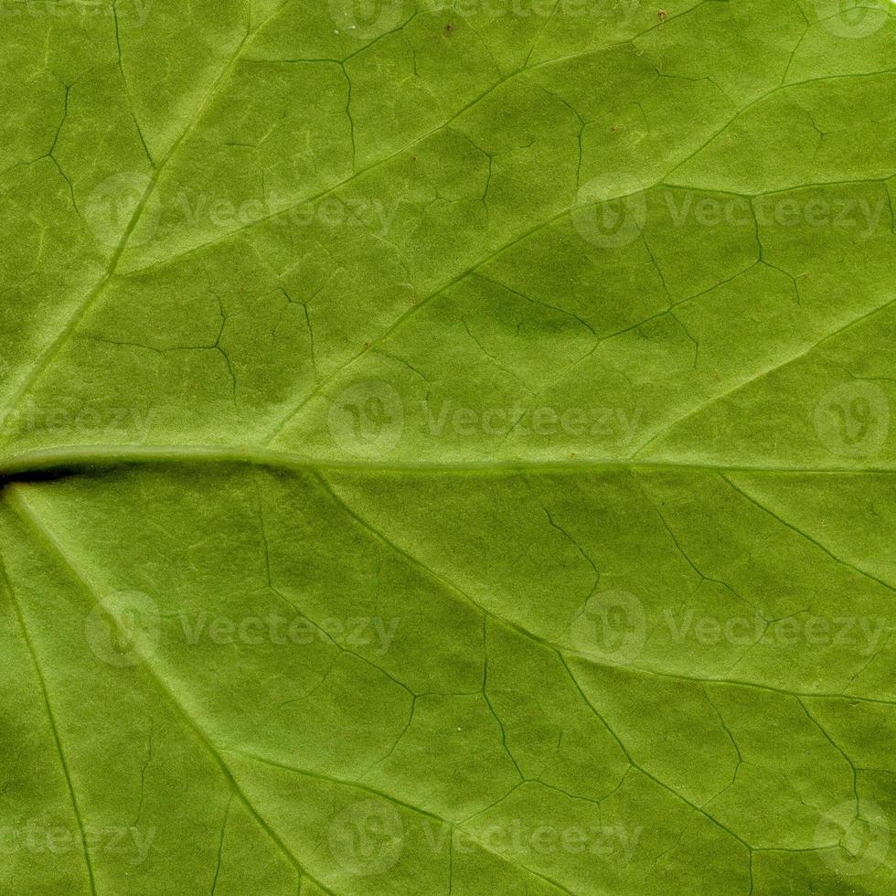 patroon van natuurlijke plantenbladeren foto