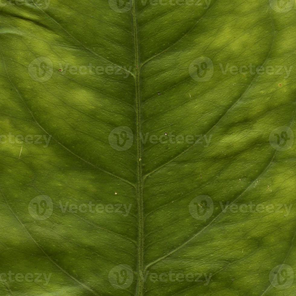 patroon van natuurlijke plantenbladeren foto