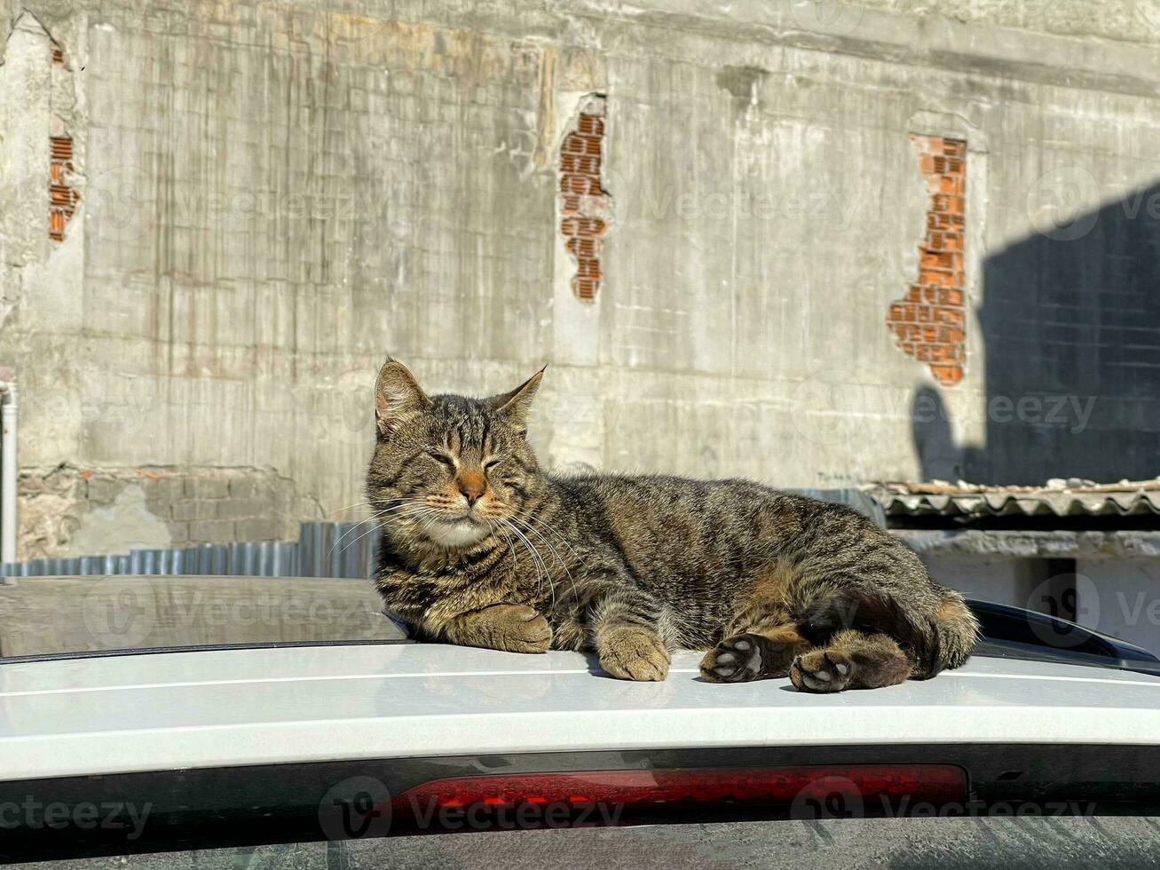 een kat aan het liegen Aan de dak van een auto, genieten in de zon foto
