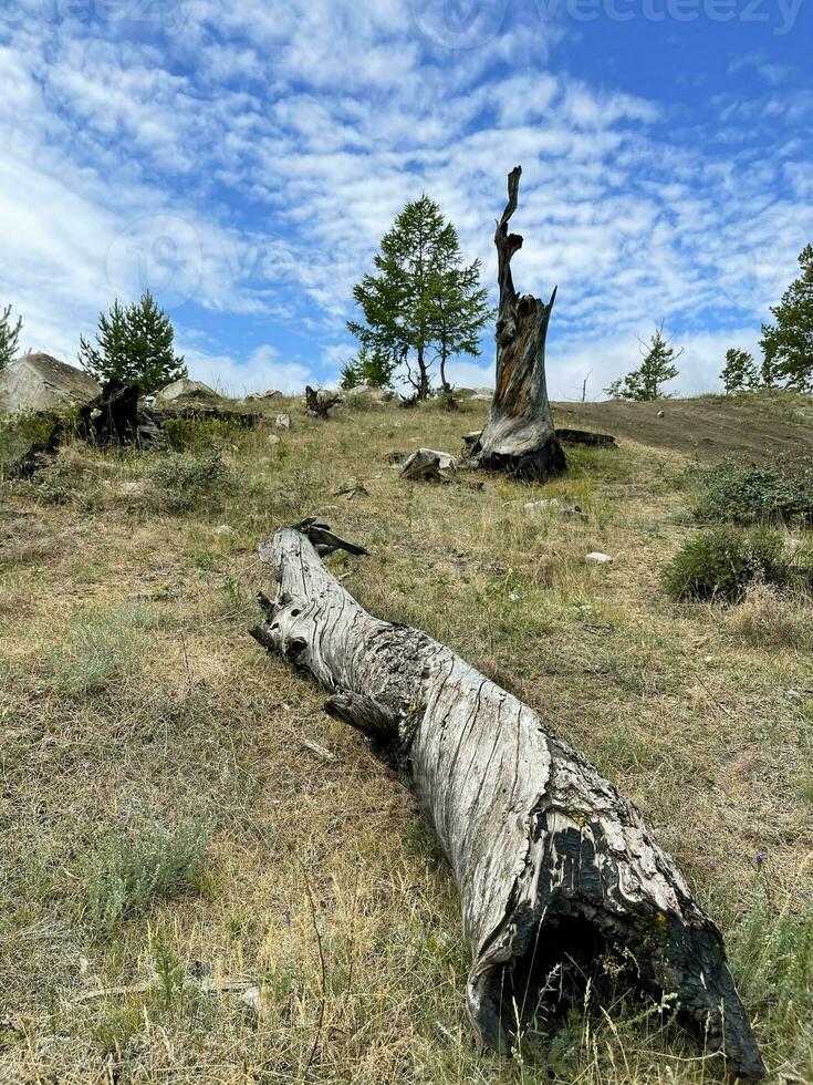 stoffelijk overschot van een oud gebroken boom en een log in de buurt meer Baikal, Rusland foto