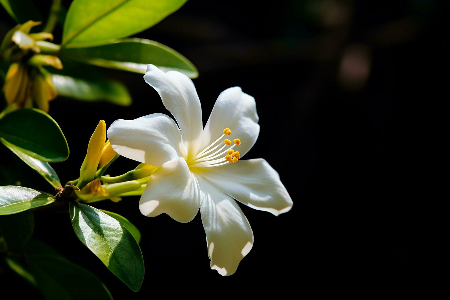 ai generatief foto van jasmijn bloem in een transcendent botanisch tuin