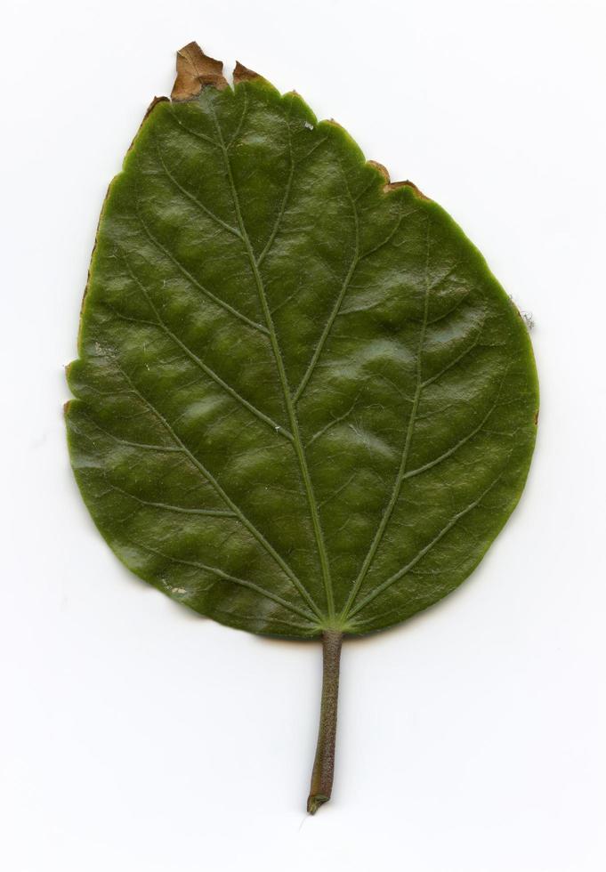 natuurlijke plantenbladeren macro foto
