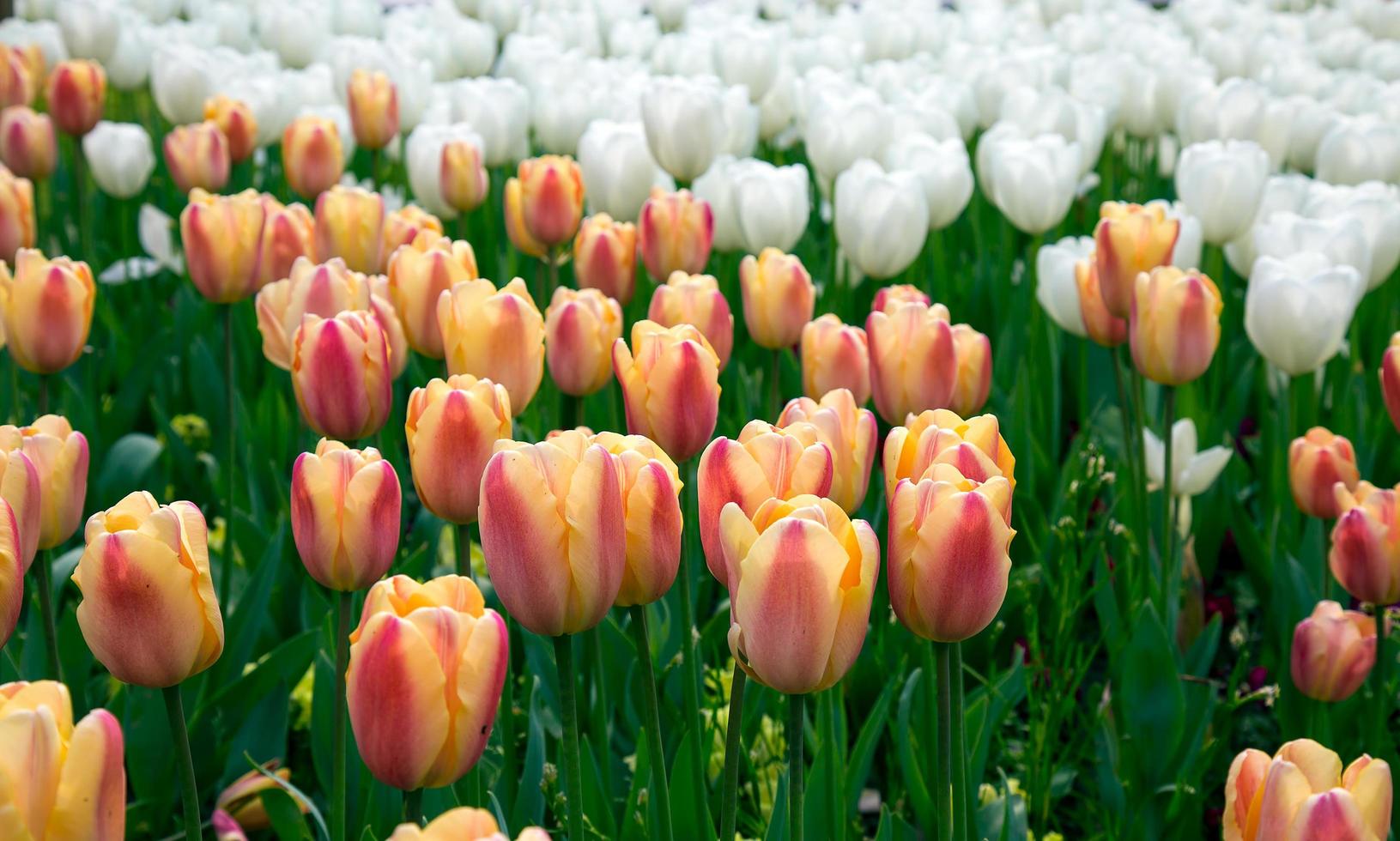 bloemen lentebloem kleurrijke tulpen foto