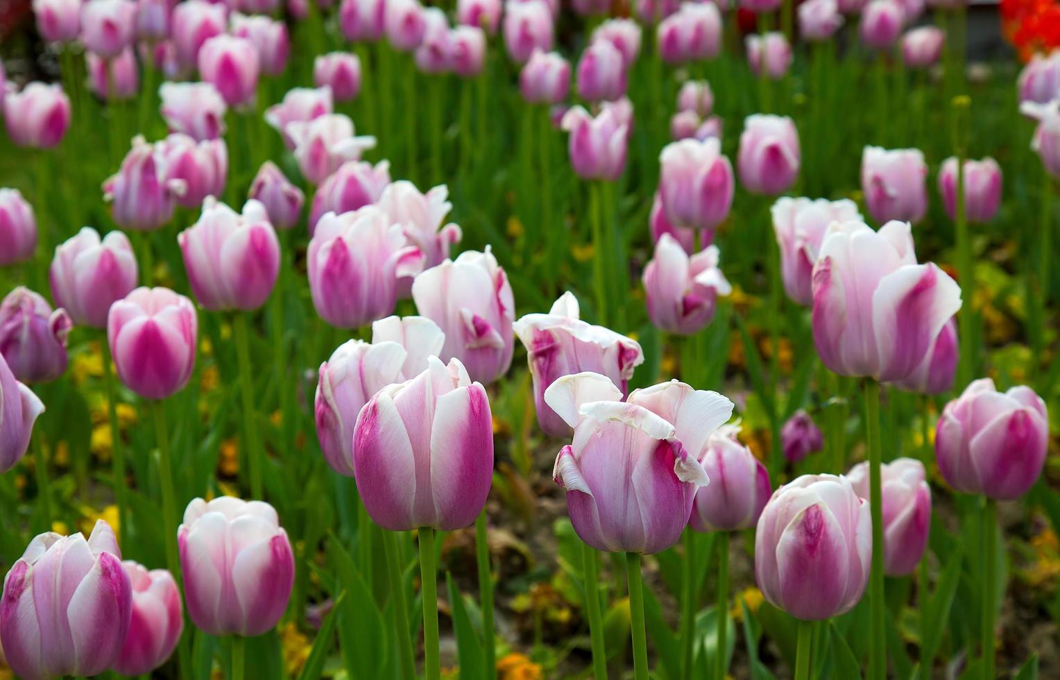 bloemen lentebloem kleurrijke tulpen foto