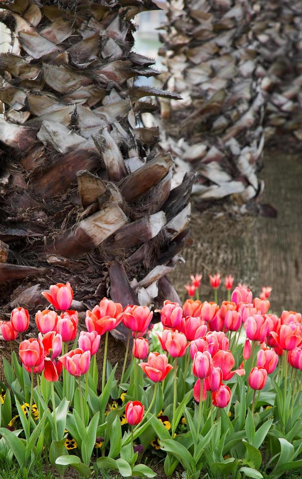 bloemen lentebloem kleurrijke tulpen foto