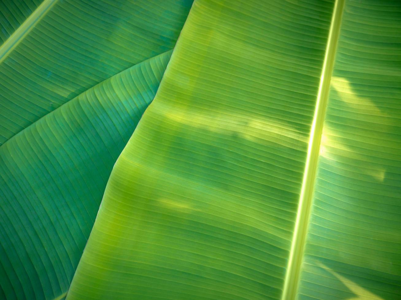 natuurlijke bananenbladeren achtergrond foto