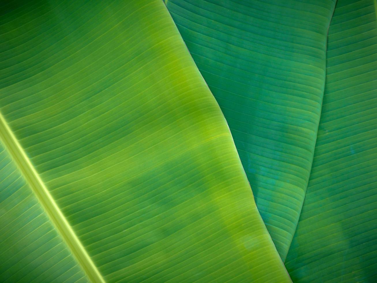 natuurlijke bananenbladeren achtergrond foto