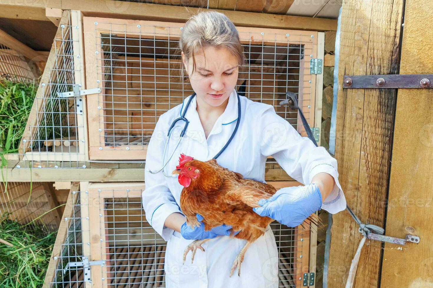 gelukkig jong dierenarts vrouw met stethoscoop Holding en onderzoeken kip Aan boerderij achtergrond. kip in dierenarts handen voor controleren omhoog in natuurlijk eco boerderij. dier zorg en ecologisch landbouw concept. foto