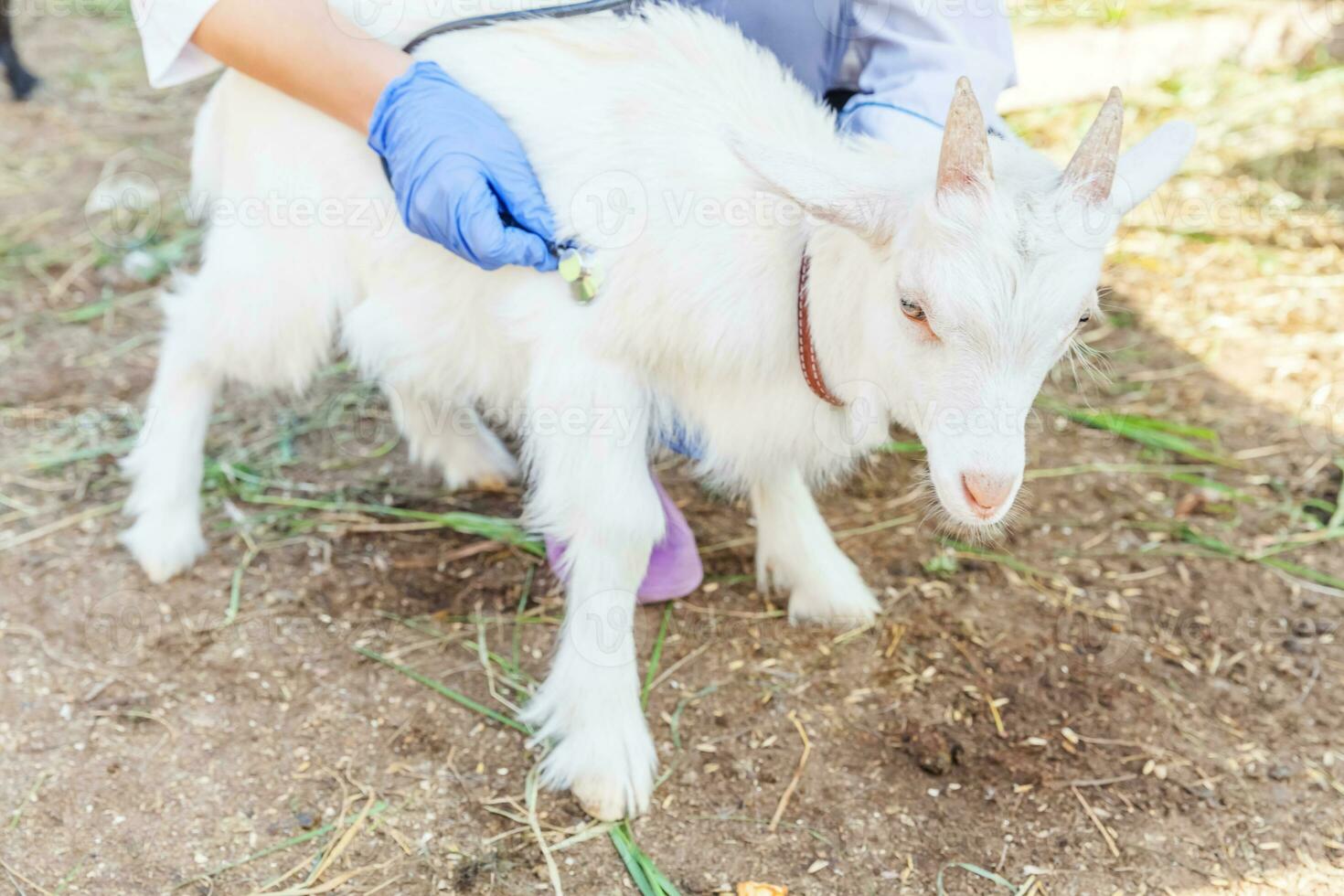 dierenarts vrouw met stethoscoop Holding en onderzoeken geit kind Aan boerderij achtergrond. jong geiten met dierenarts handen voor controleren omhoog in natuurlijk eco boerderij. dier zorg en ecologisch landbouw concept. foto