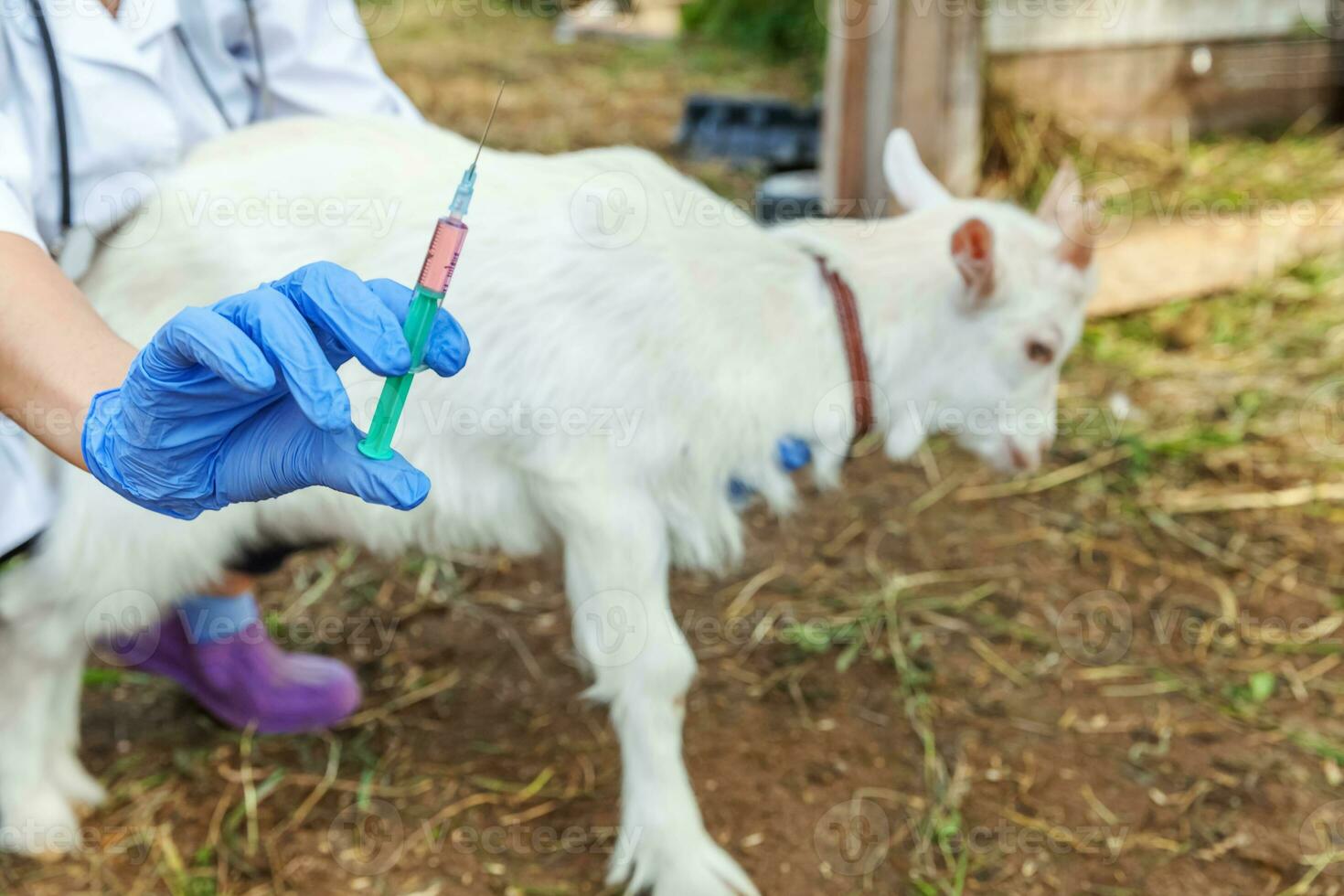 jonge dierenarts vrouw met spuit houden en injecteren van geit kind op ranch achtergrond. jonge geit met vaccinatie van dierenartshanden in natuurlijke eco-boerderij. dierenverzorging en ecologisch landbouwconcept foto