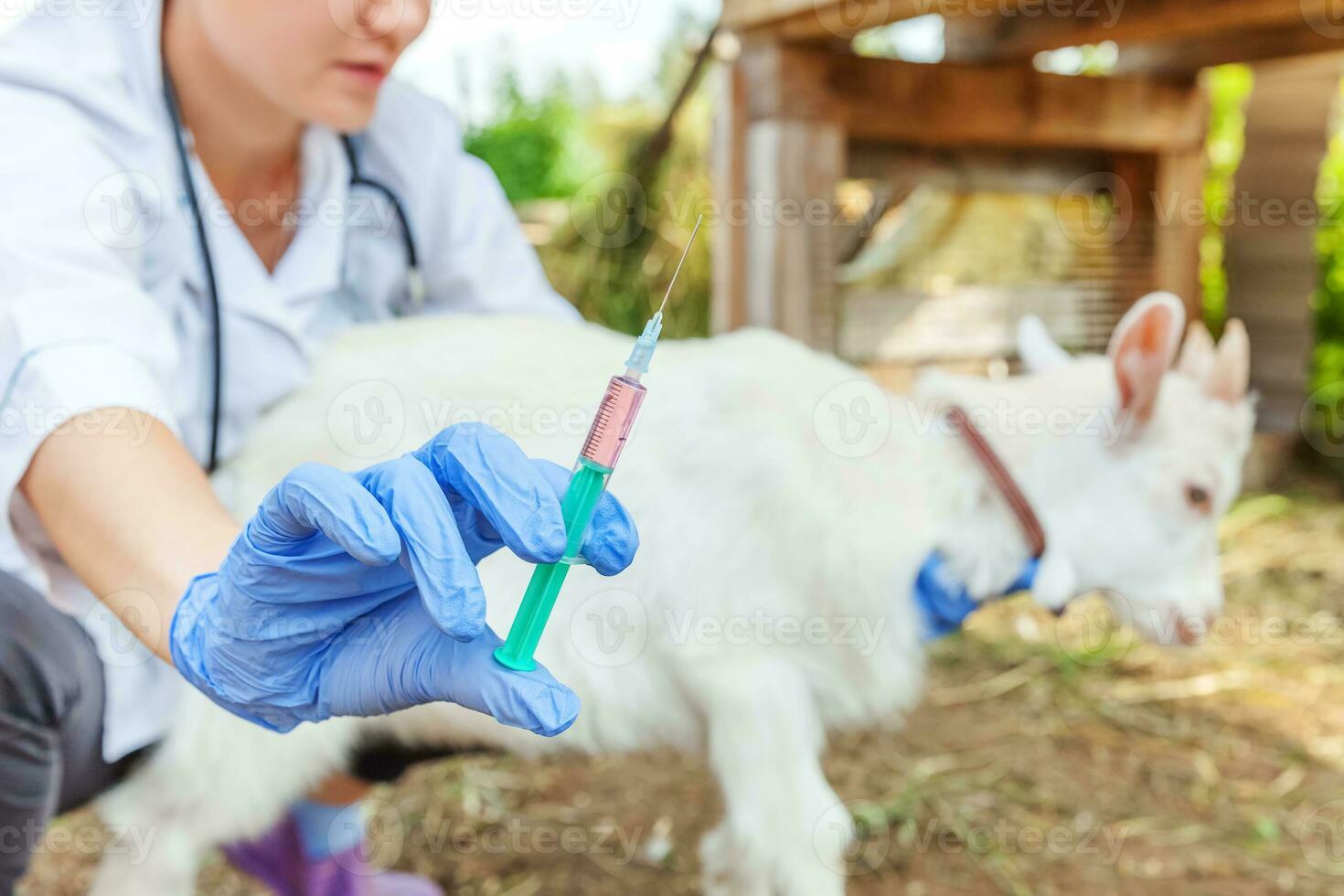 jonge dierenarts vrouw met spuit houden en injecteren van geit kind op ranch achtergrond. jonge geit met vaccinatie van dierenartshanden in natuurlijke eco-boerderij. dierenverzorging en ecologisch landbouwconcept foto